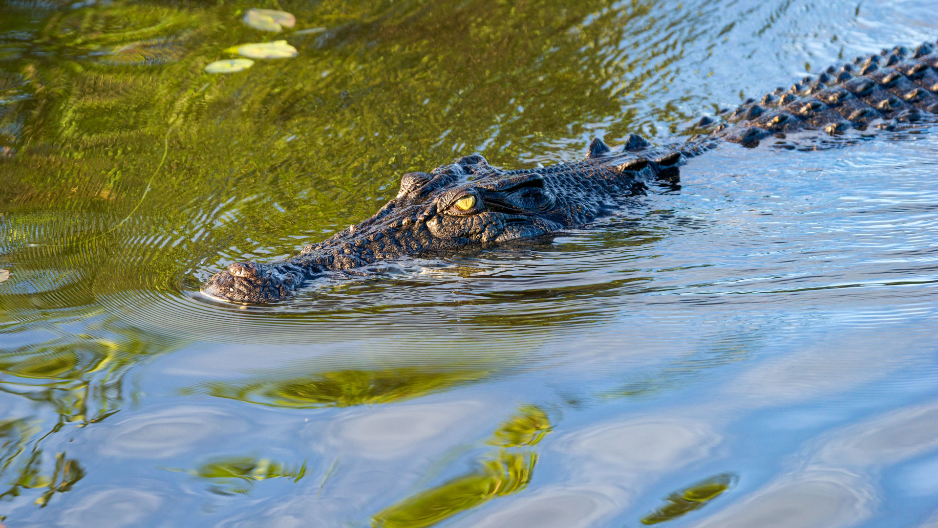 Kakadu National Park - Bootstour im Yellow Water Billabong - Leistenkrokodil